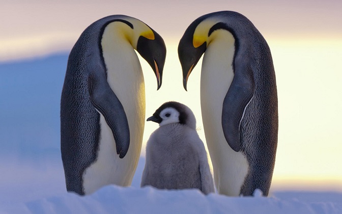 императорский пингвин